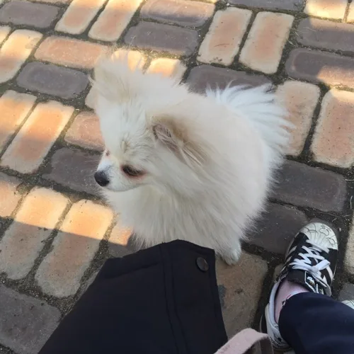호빵