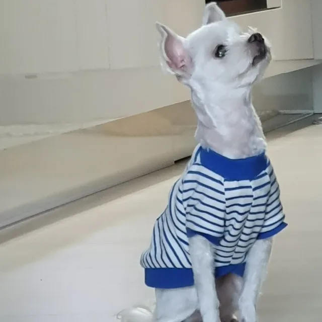 아이노