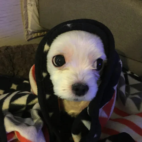 띠롱