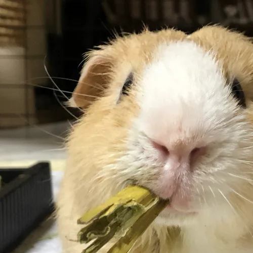 재롱이