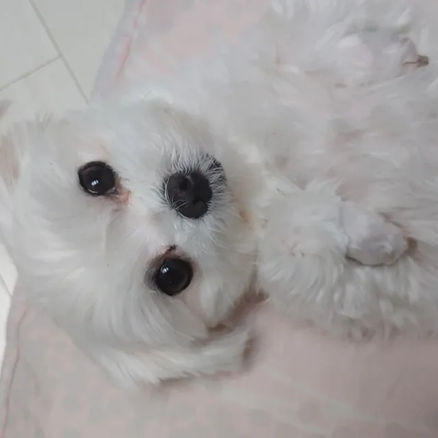 애셋난여사