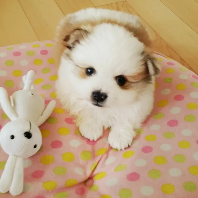 카페라떼