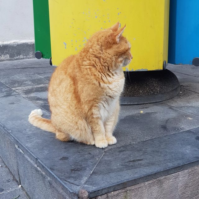 김당