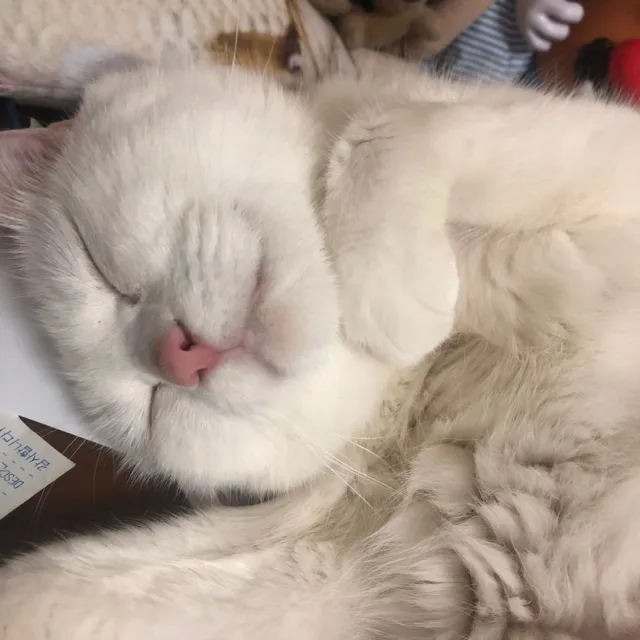 로지제이