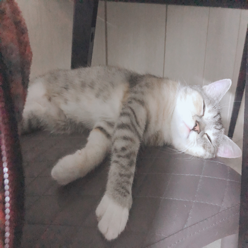 프롬제이