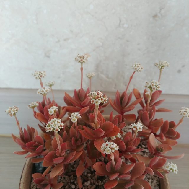 작은평화