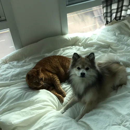 깽쭌하