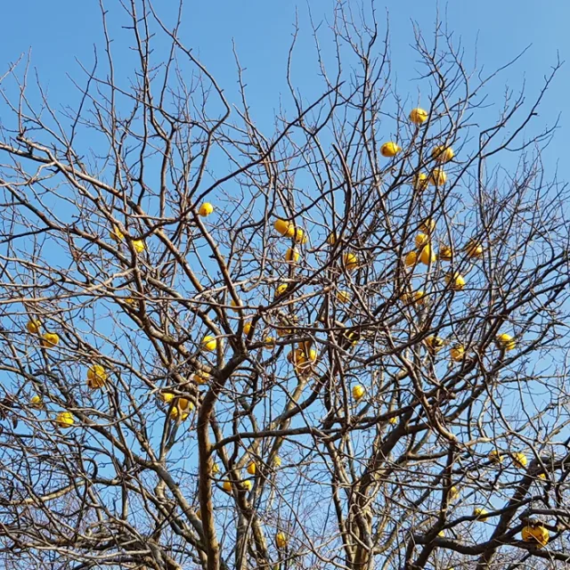 초록원