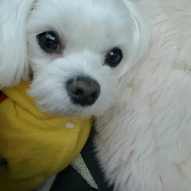 달려라하니