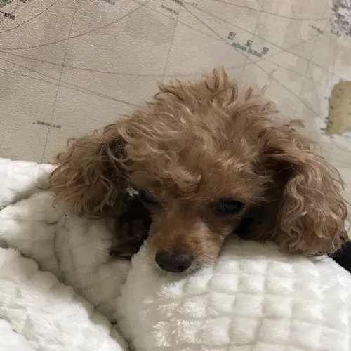 이든