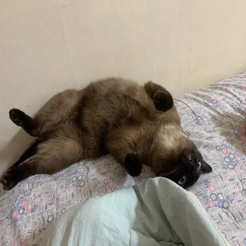 잼잼