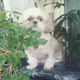 행복돈까스