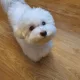스노우피크