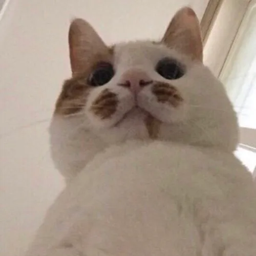 초보어멈