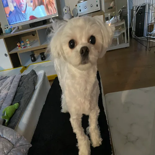 내구름이개