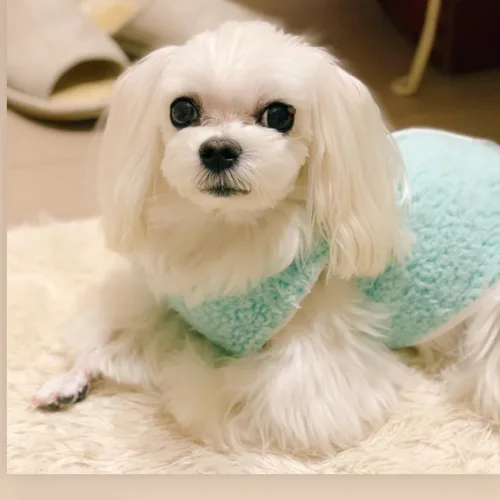 뚱이맘