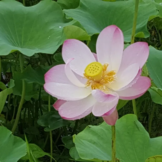 푸른바다