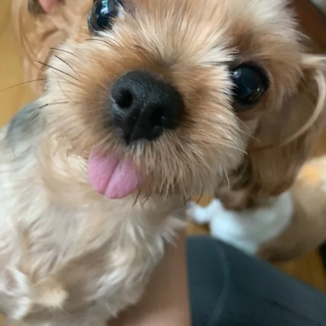 ttugi