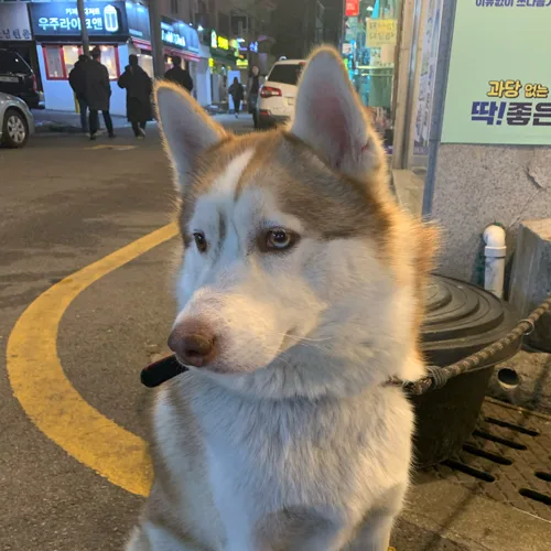 멍곰