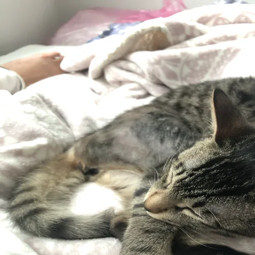 보미