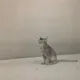 상츄츄