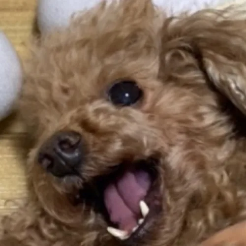 초코누나혜니