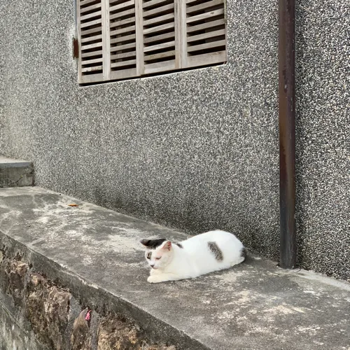 뎡쓰