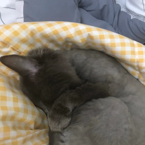 김역시