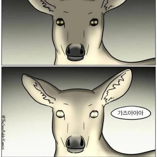 타코파파