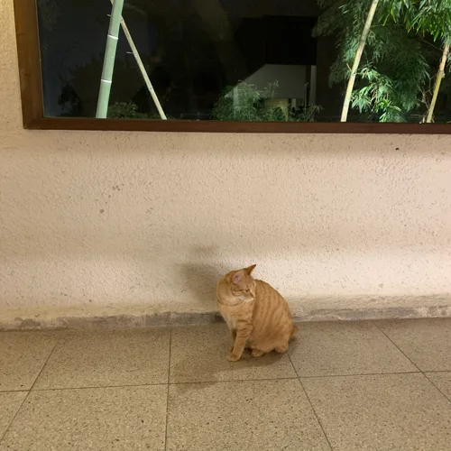 냥냥이하투