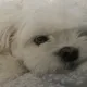 dooboo