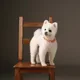 봄봄