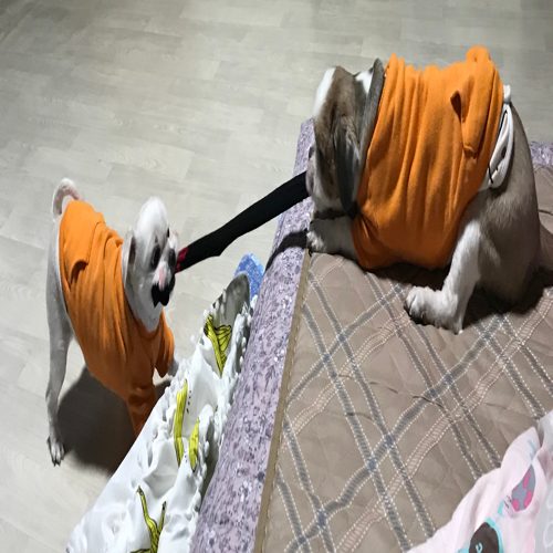 carrot홀릭