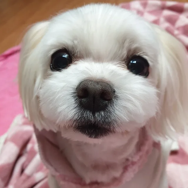 무라언니
