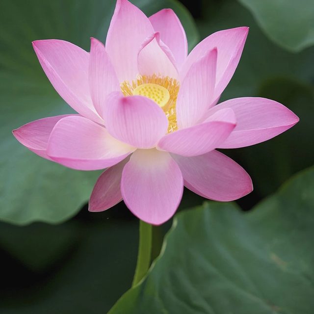 헤스티아