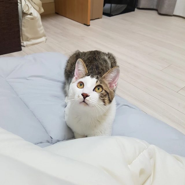 나무