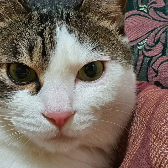 땅콩