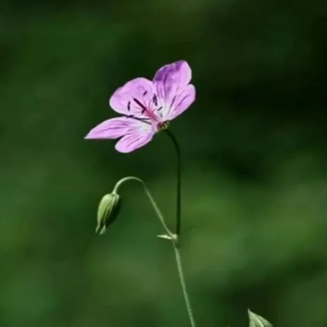 명주고름