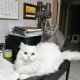 춤추는브러쉬