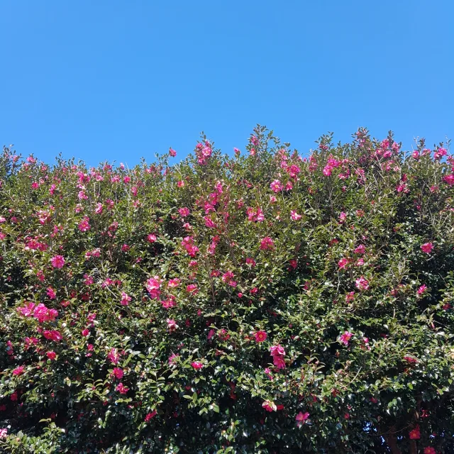 복코