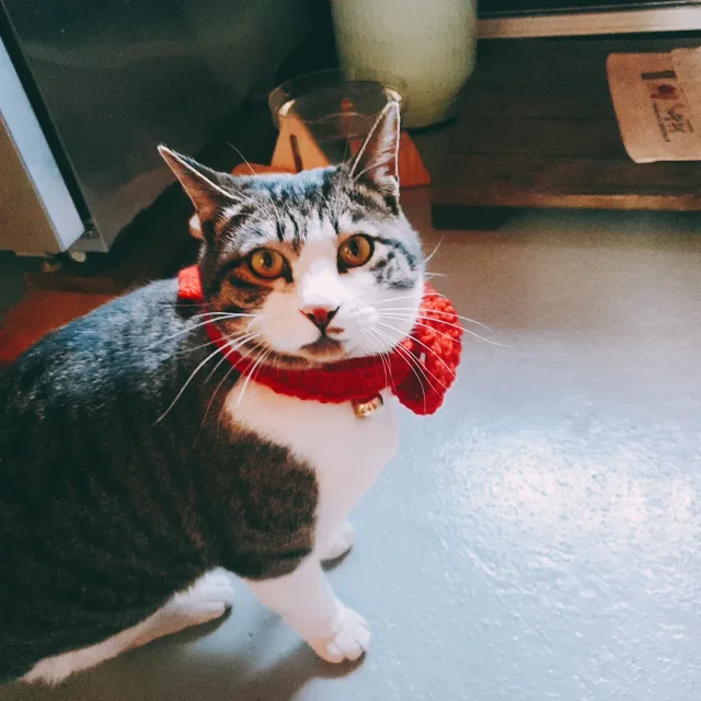 까비쪼꼬콩다나