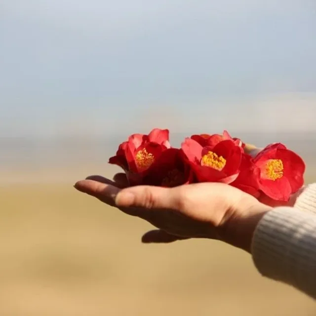 동백