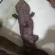 아기고기