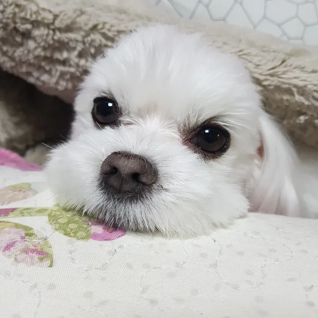 밍밍s