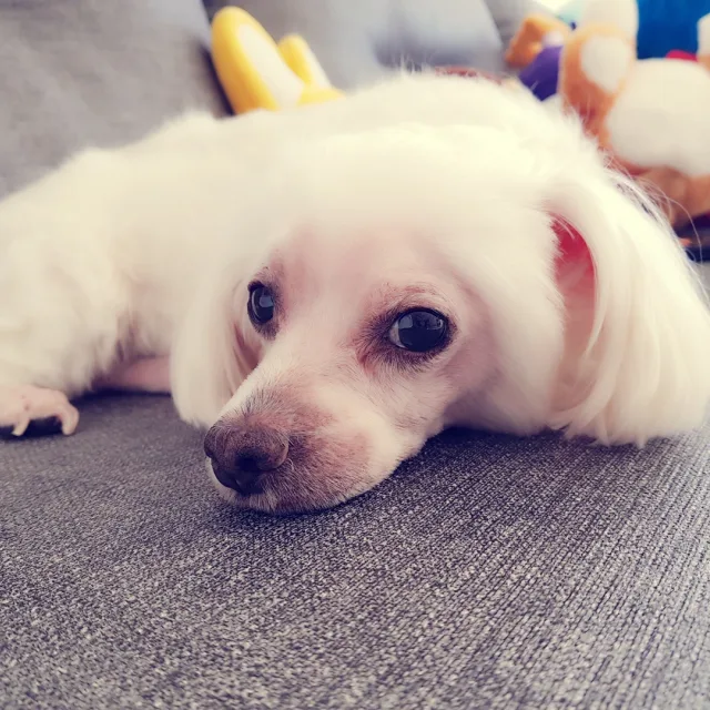 까칠마미