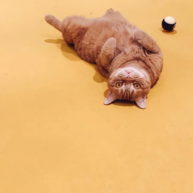 루루