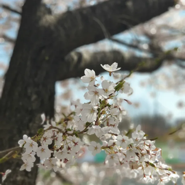 못난이