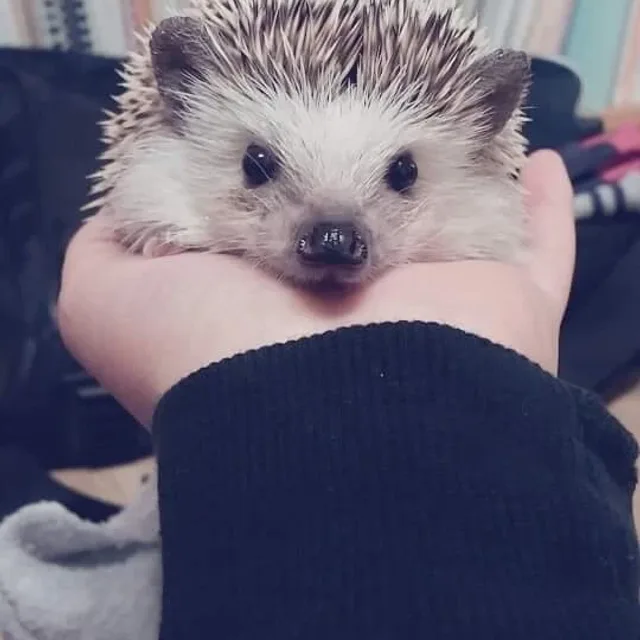 또치