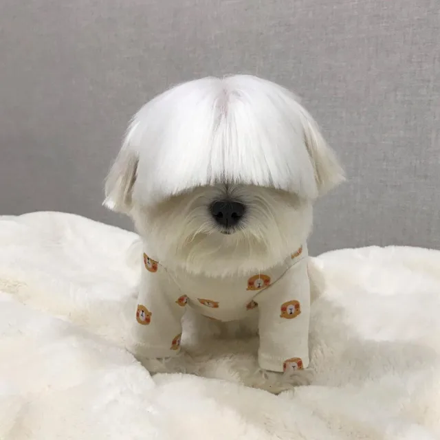온시온시온