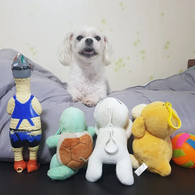쿠키맘